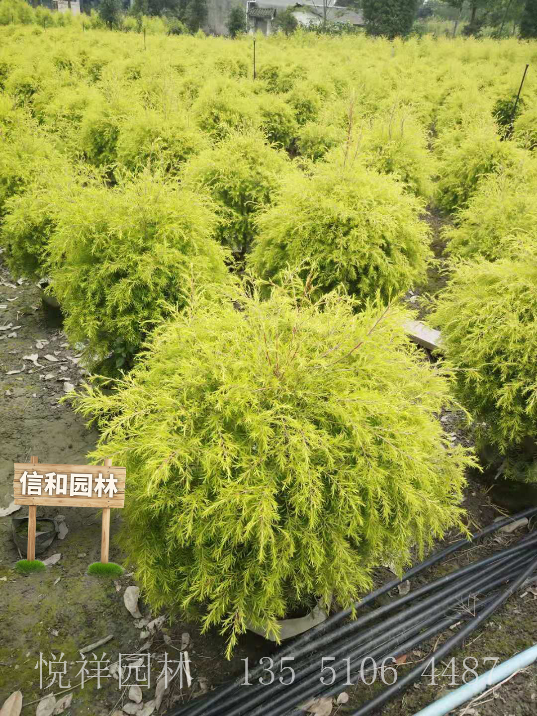 千層金球