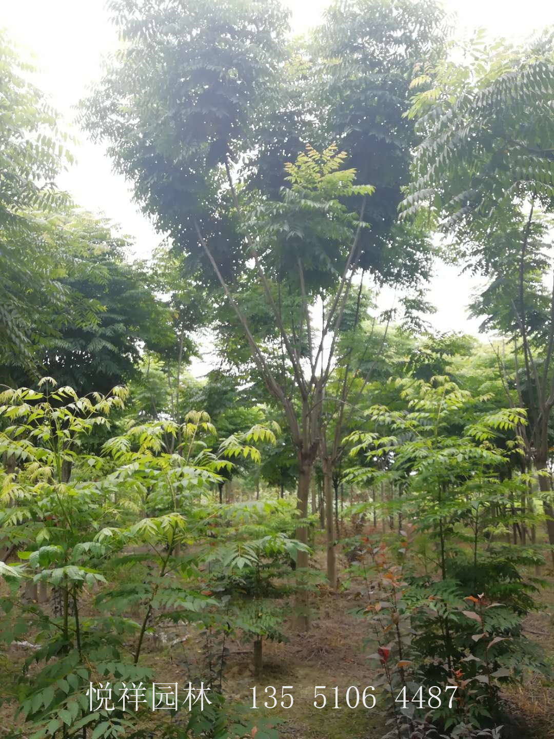 欒樹