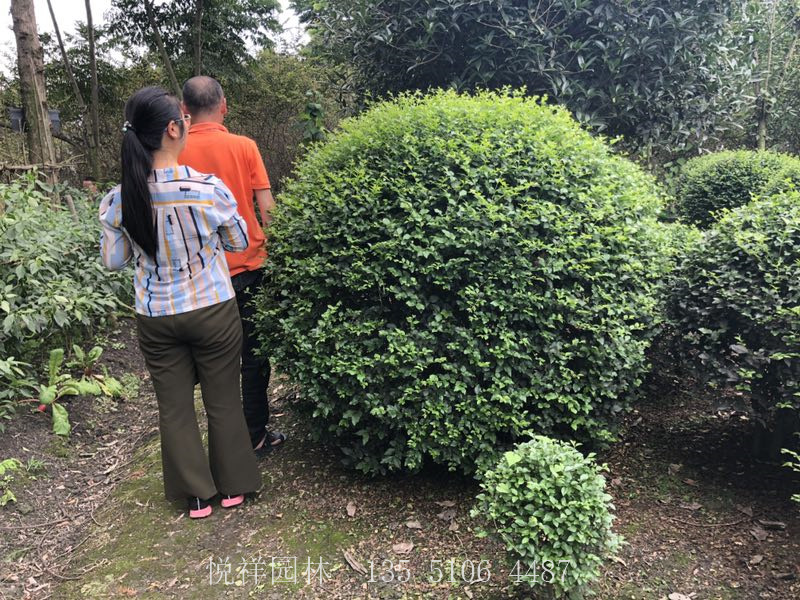 毛葉丁香球