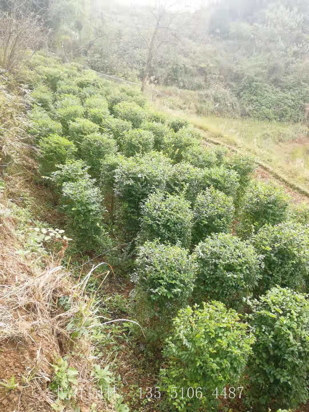 毛葉丁香球