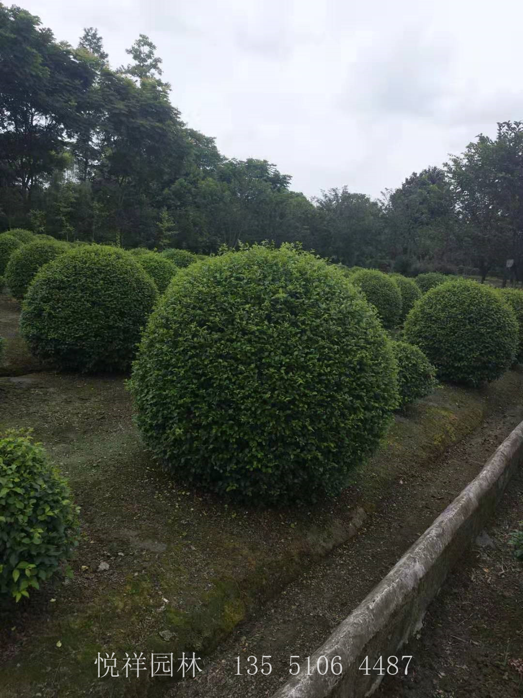 毛葉丁香球