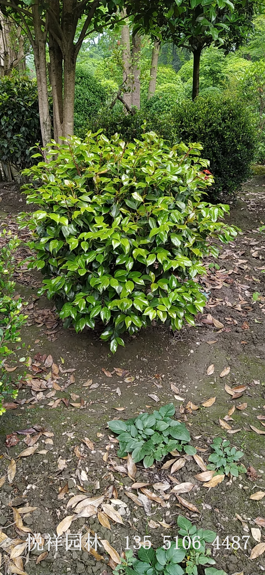 茶花球