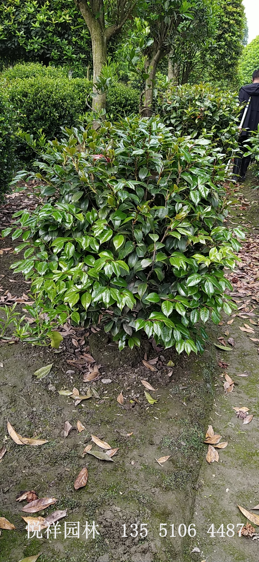 茶花球