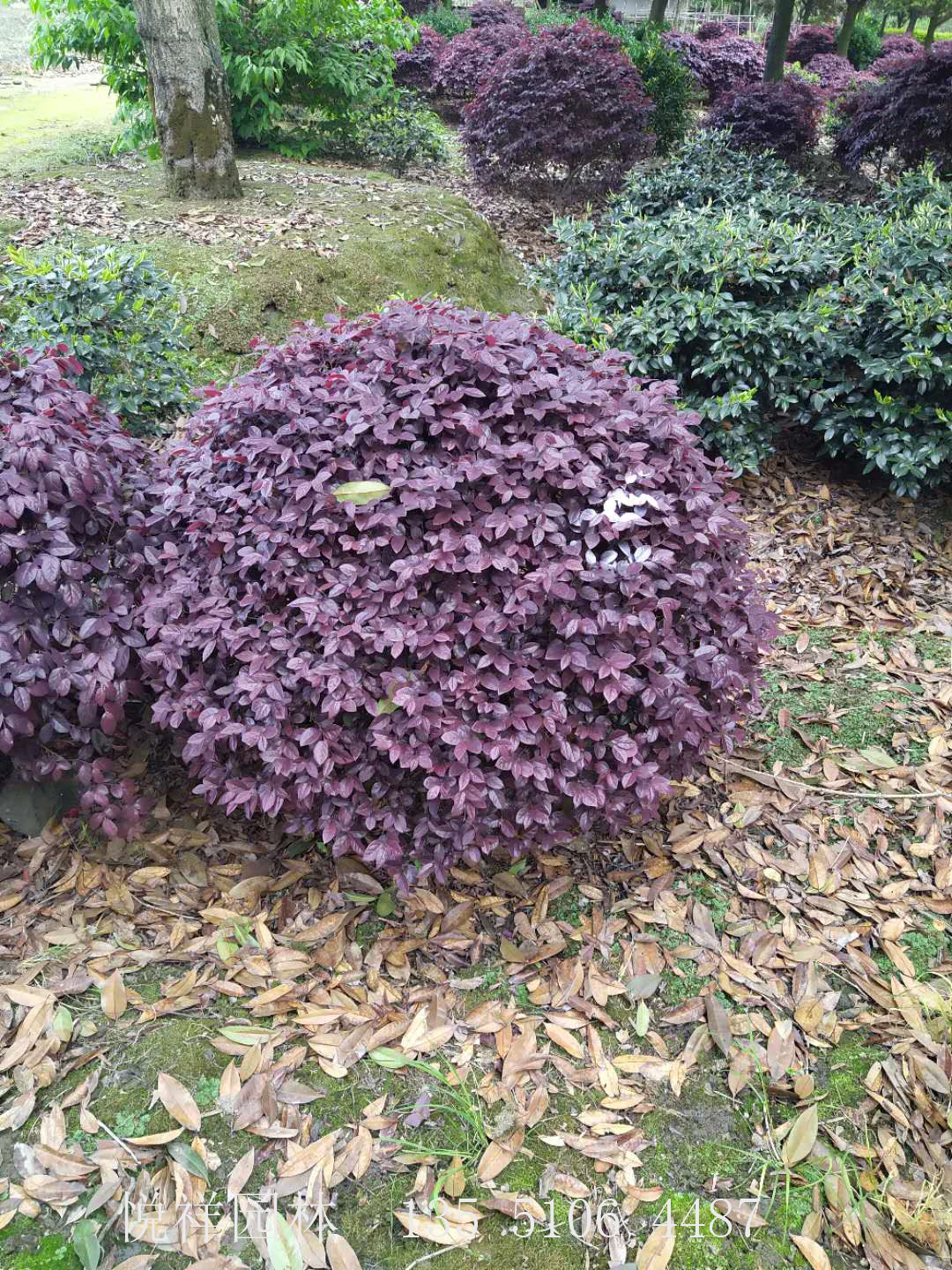 紅繼木