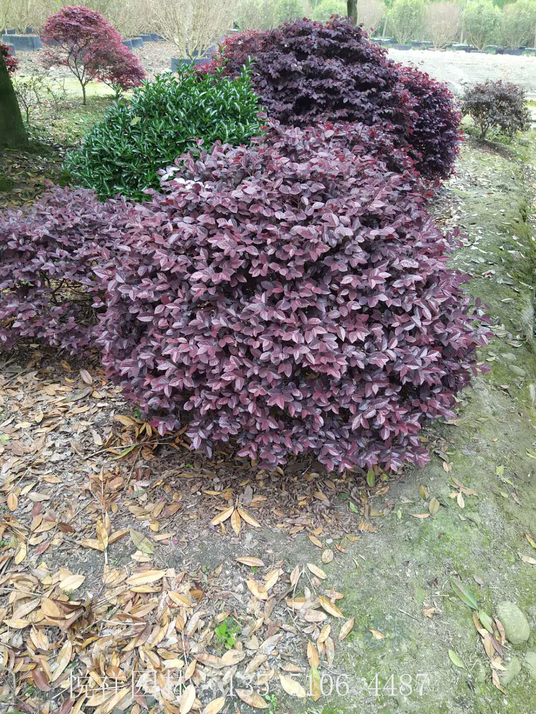 紅繼木