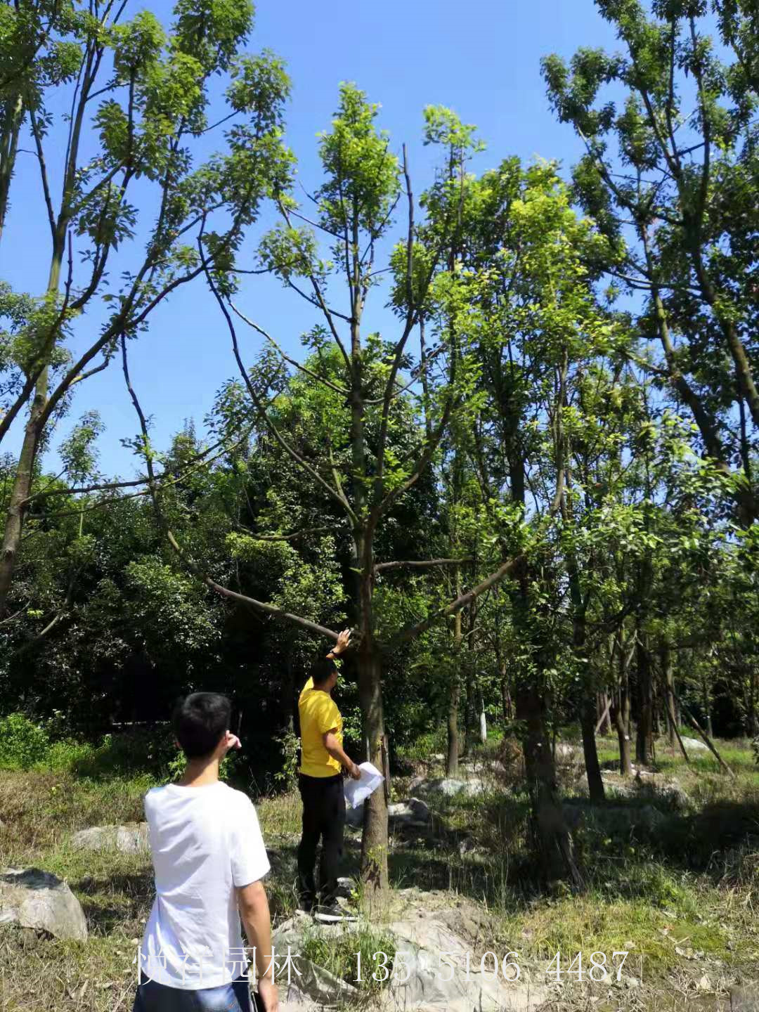 香樟