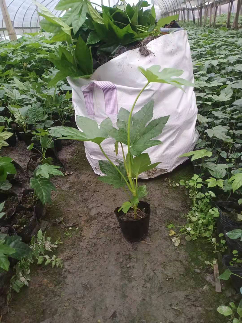 八角金盤