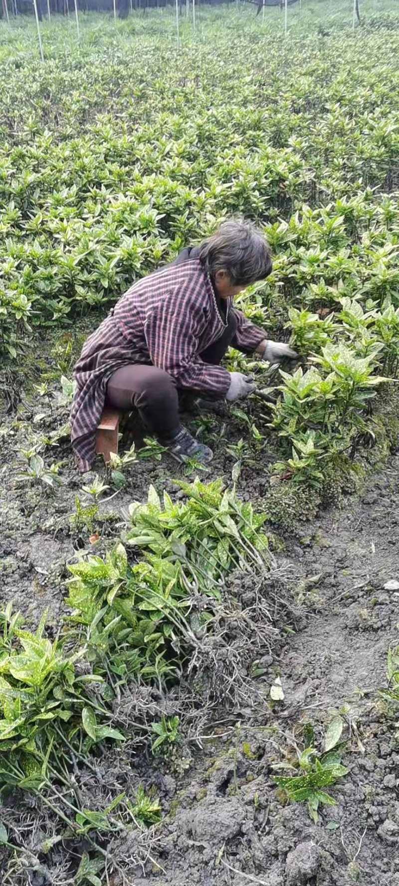 灑金珊瑚地苗